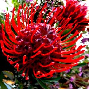 Meet your Posher, Keso